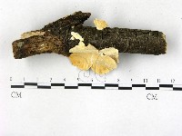 栓菌屬藏品圖，第1張