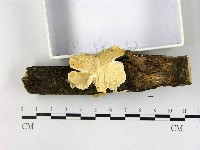 栓菌屬藏品圖，第3張