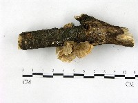 栓菌屬藏品圖，第4張