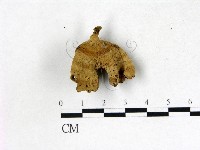 韌革菌屬藏品圖，第3張