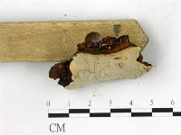 登錄號:F0022737藏品圖，第3張