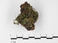 登錄號:F0022738藏品圖，第3張