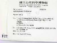 絲齒菌屬藏品圖，第2張
