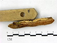 絲齒菌屬藏品圖，第3張