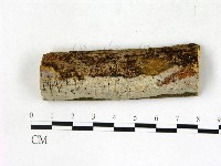 顯絲菌屬藏品圖，第1張