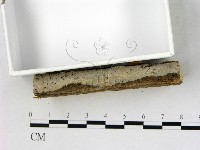 顯絲菌屬藏品圖，第3張