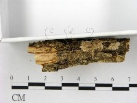 齒耳菌屬藏品圖，第3張