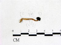 登錄號:F0022750藏品圖，第3張