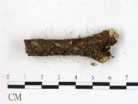 登錄號:F0022751藏品圖，第1張