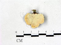 相鄰小孔菌藏品圖，第3張