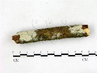 剛毛絲皮菌藏品圖，第1張
