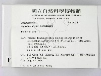 顯絲菌屬藏品圖，第2張