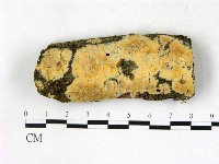 顯絲菌屬藏品圖，第1張