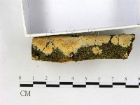 顯絲菌屬藏品圖，第3張