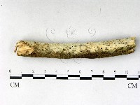 絲齒菌屬藏品圖，第1張