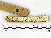 絲齒菌屬藏品圖，第3張