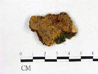 刺革菌屬藏品圖，第1張