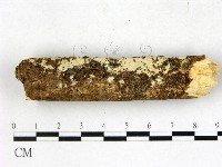 絲齒菌屬藏品圖，第1張