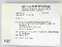 射脈菌屬藏品圖，第2張