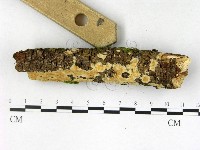 射脈菌屬藏品圖，第3張