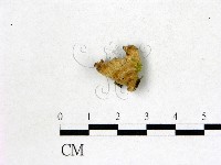 韌革菌屬藏品圖，第3張