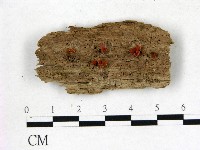 花耳屬藏品圖，第1張