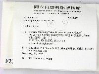 絲齒菌屬藏品圖，第2張