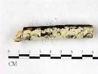 絲齒菌屬藏品圖，第3張