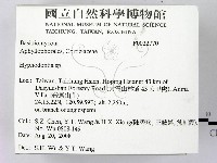 絲齒菌屬藏品圖，第2張