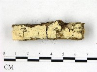 絲齒菌屬藏品圖，第1張