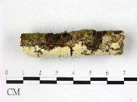 絲齒菌屬藏品圖，第3張