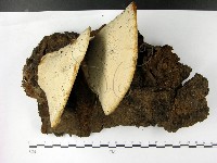 登錄號:F0022772藏品圖，第1張