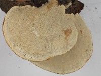 登錄號:F0022772藏品圖，第4張