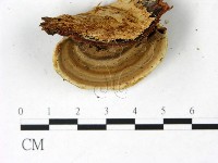 登錄號:F0022773藏品圖，第1張