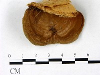 登錄號:F0022774藏品圖，第1張