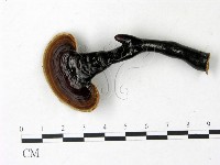 登錄號:F0022778藏品圖，第1張
