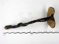 登錄號:F0022781藏品圖，第1張