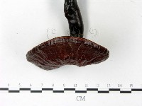 登錄號:F0022781藏品圖，第3張