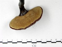 登錄號:F0022781藏品圖，第4張