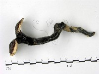 登錄號:F0022782藏品圖，第1張