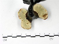 登錄號:F0022782藏品圖，第3張