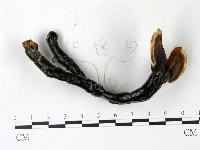 登錄號:F0022784藏品圖，第1張