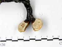 登錄號:F0022784藏品圖，第3張