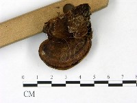 登錄號:F0022787藏品圖，第3張