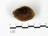 登錄號:F0022788藏品圖，第4張