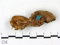 登錄號:F0022789藏品圖，第1張