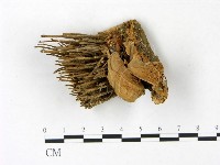 登錄號:F0022790藏品圖，第1張