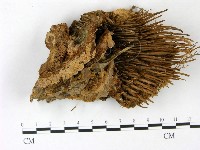 登錄號:F0022791藏品圖，第1張