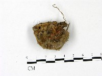 登錄號:F0022792藏品圖，第1張