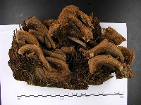 登錄號:F0022793藏品圖，第1張